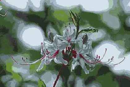 Фильтры подменю Brush Strokes