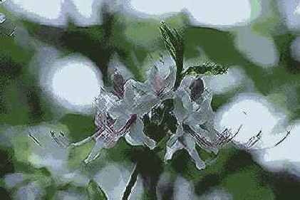 Фильтры подменю Brush Strokes