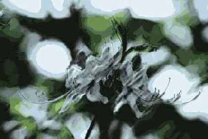 Фильтры подменю Brush Strokes